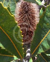 Banksia robur