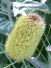 Banksia robur