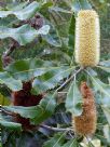 Banksia robur