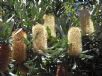 Banksia serrata