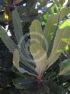 Banksia serrata