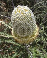 Banksia speciosa