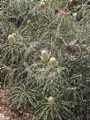 Banksia speciosa