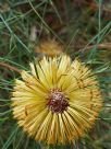 Banksia sphaerocarpa