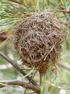 Banksia sphaerocarpa