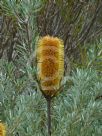 Banksia spinulosa spinulosa