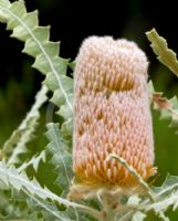 Banksia victoriae