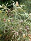 Banksia victoriae