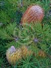 Banksia spinulosa spinulosa Birthday Candles