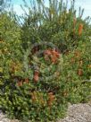 Banksia Giant Candles