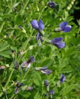 Baptisia australis