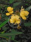 Barleria lupulina