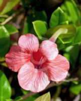 Barleria repens