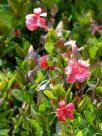 Barleria repens