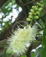 Barringtonia calyptrata