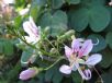 Bauhinia corymbosa