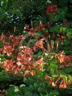 Bauhinia galpinii