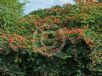 Bauhinia galpinii