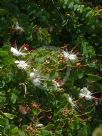 Bauhinia hookeri