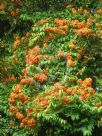 Bauhinia kockiana