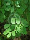 Bauhinia natalensis