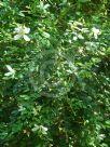 Bauhinia natalensis