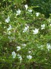 Bauhinia natalensis