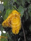 Barklya syringifolia