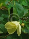 Bauhinia tomentosa