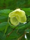 Bauhinia tomentosa