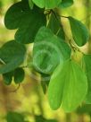 Bauhinia tomentosa