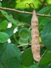 Bauhinia tomentosa