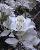 Bauhinia variegata Candida