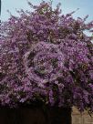 Bauhinia variegata