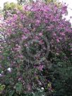 Bauhinia variegata