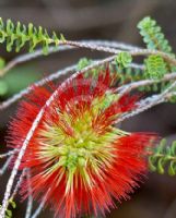 Beaufortia orbifolia