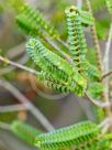 Beaufortia orbifolia