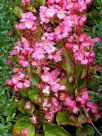 Begonia semperflorens-cultorum