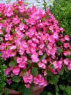 Begonia semperflorens-cultorum