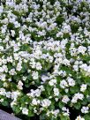 Begonia semperflorens-cultorum