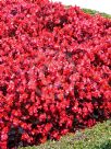 Begonia semperflorens-cultorum