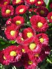 Bellis perennis