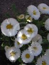 Bellis perennis