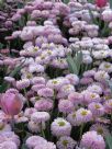 Bellis perennis