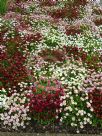 Bellis perennis