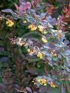 Berberis ottawensis purpurea Superba