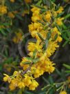 Berberis stenophylla