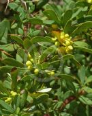 Berberis wilsoniae