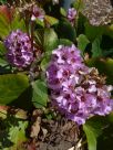 Bergenia stracheyi