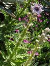 Berkheya purpurea